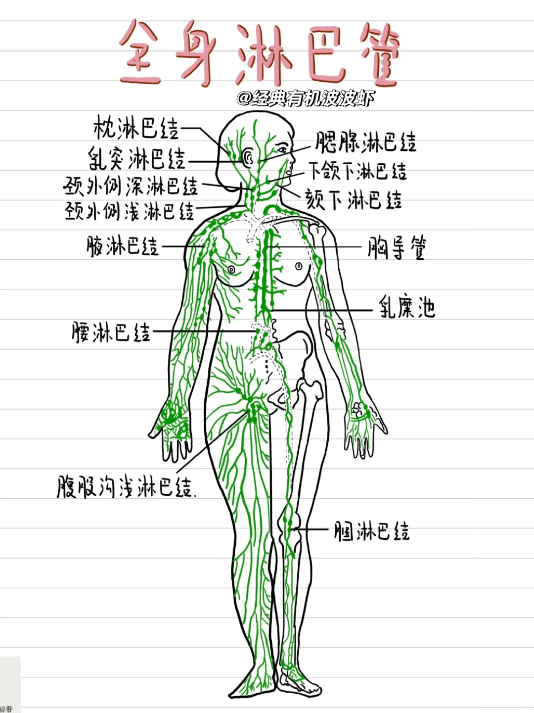 全身淋巴管与淋巴结示意图