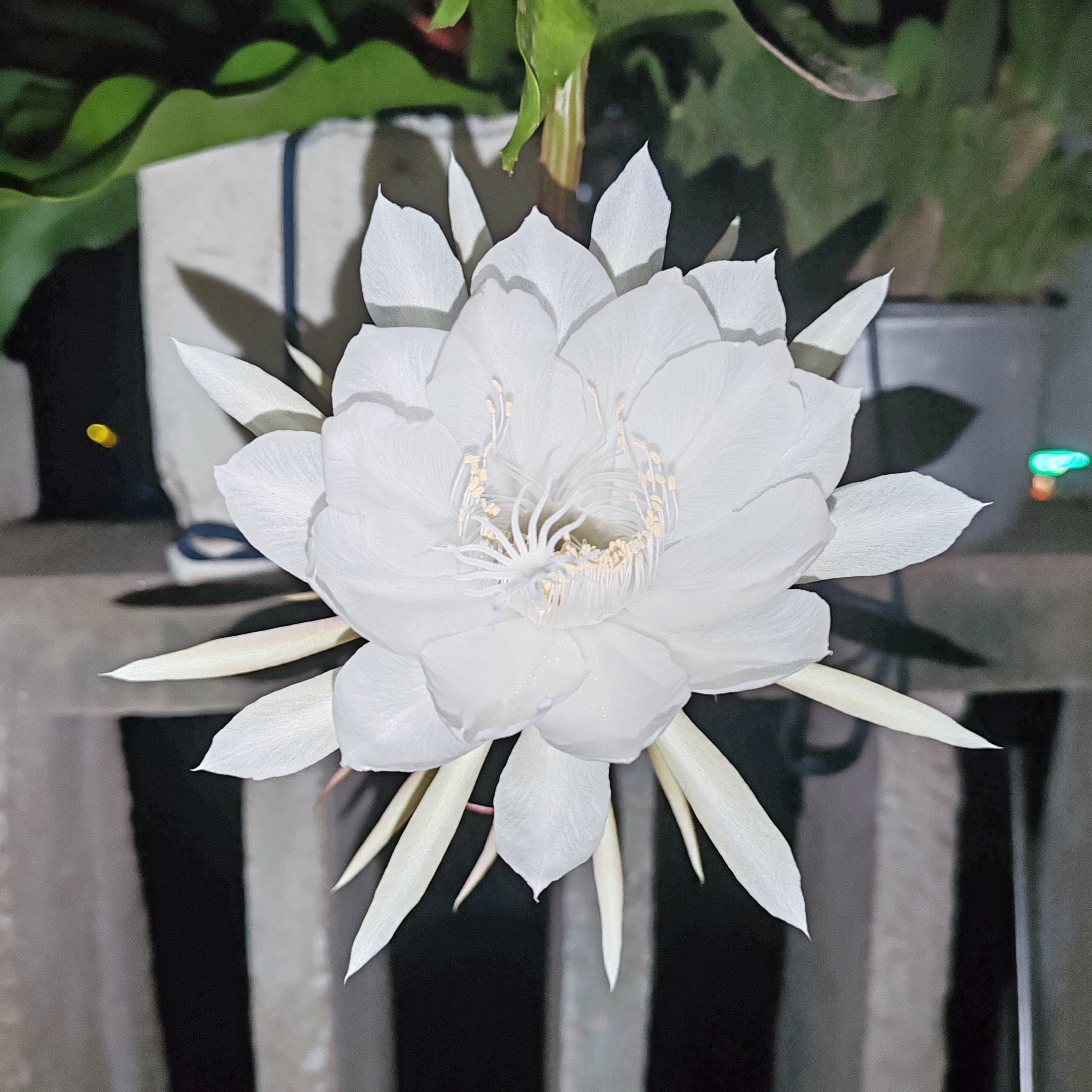 种的昙花开了一朵 