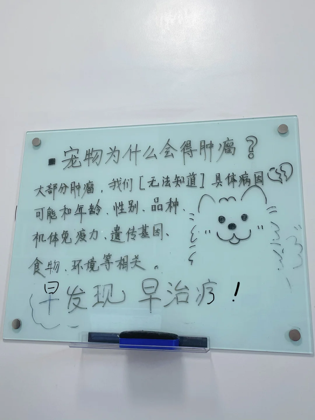 宠物为什么得肿瘤？关于宠物肿瘤想说的一些