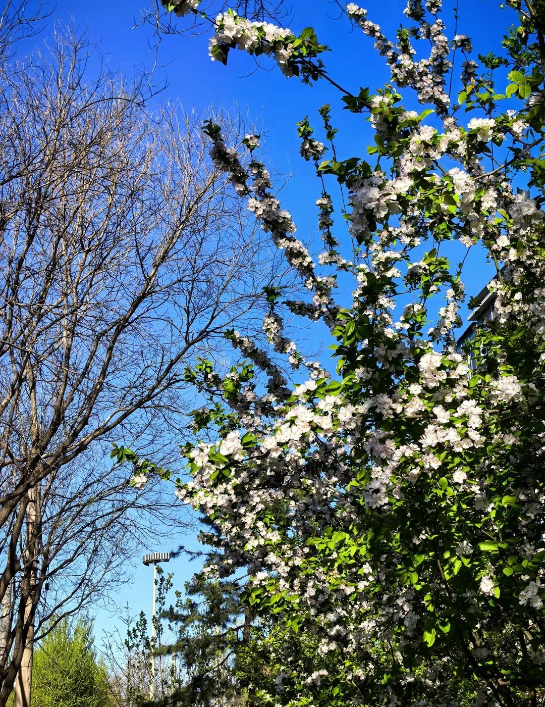北京今年的干燥季可真长
因为前两天这次大风寒潮，往年清明那场雨迟迟没来，今年的干