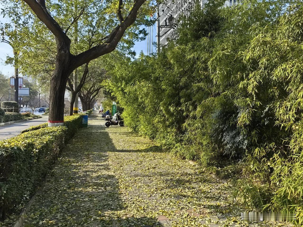 温度突然下降，导致树叶密集掉落，天气真是害人精。