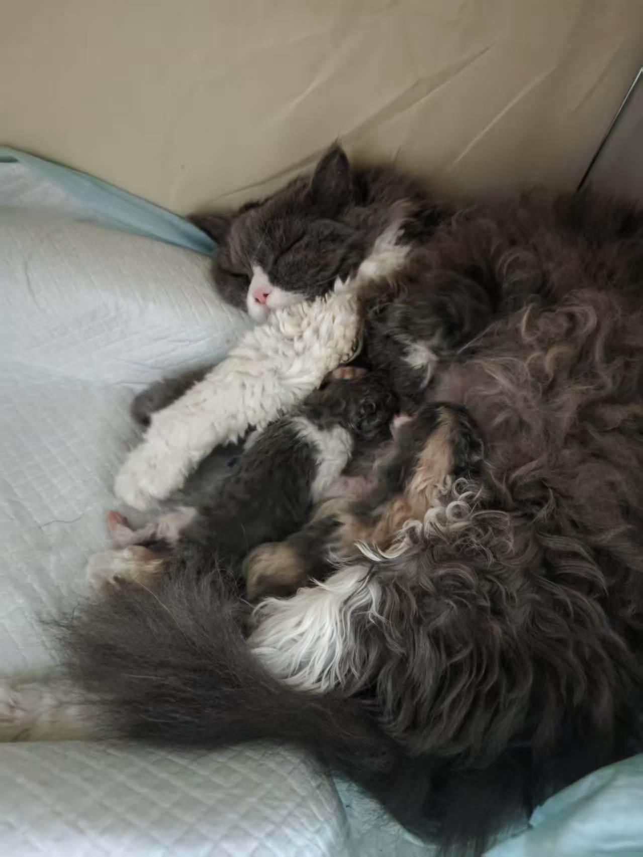 这窝小猫的品相一个个都绝中绝，拿去卖起码一只得5k起步 