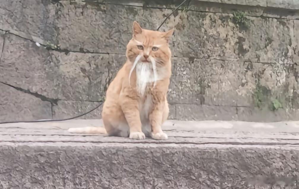 祝各位道友新的一年，道气长存，自在逍遥 