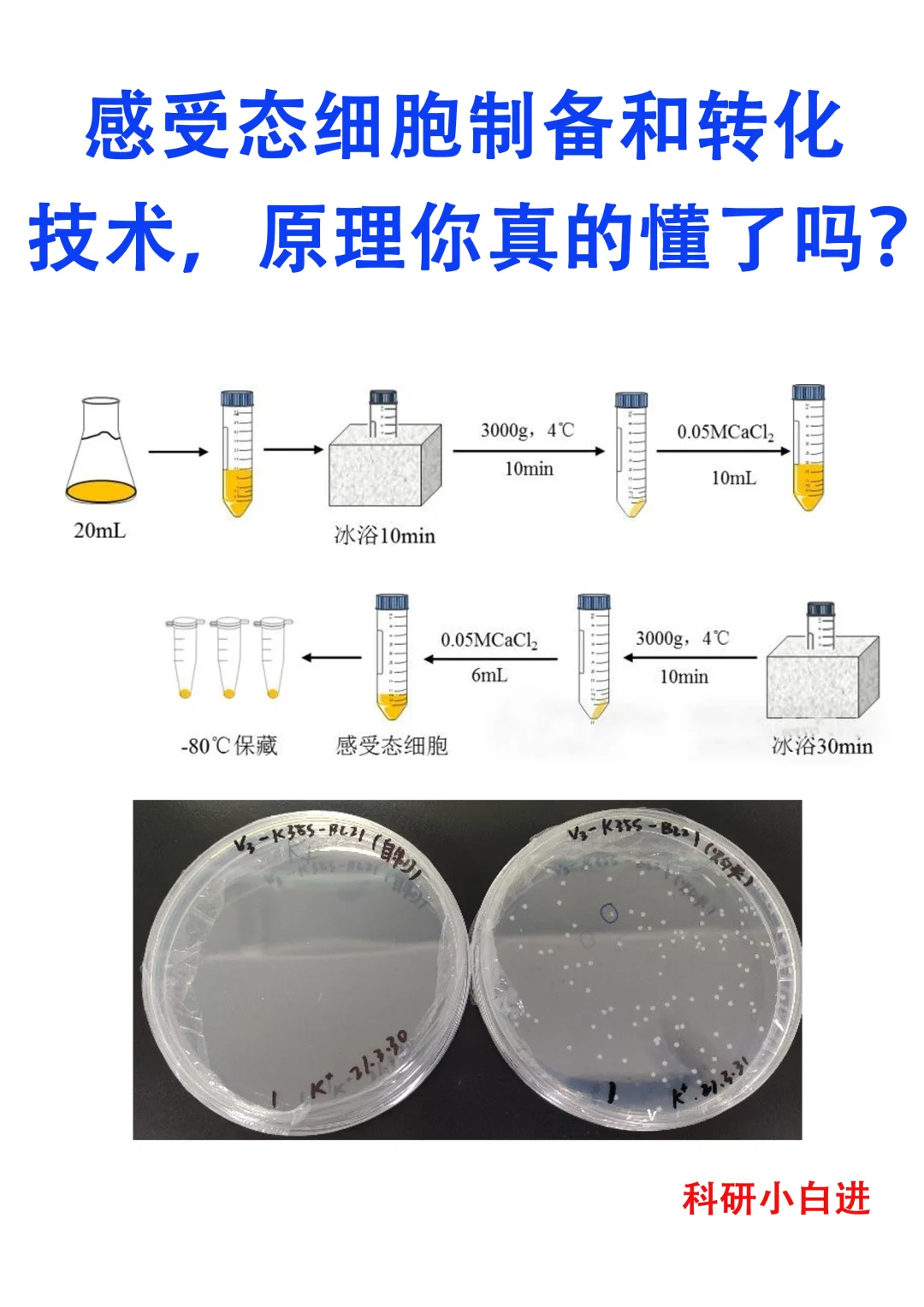 感受态细胞制备和转化技术，原理你真的懂了