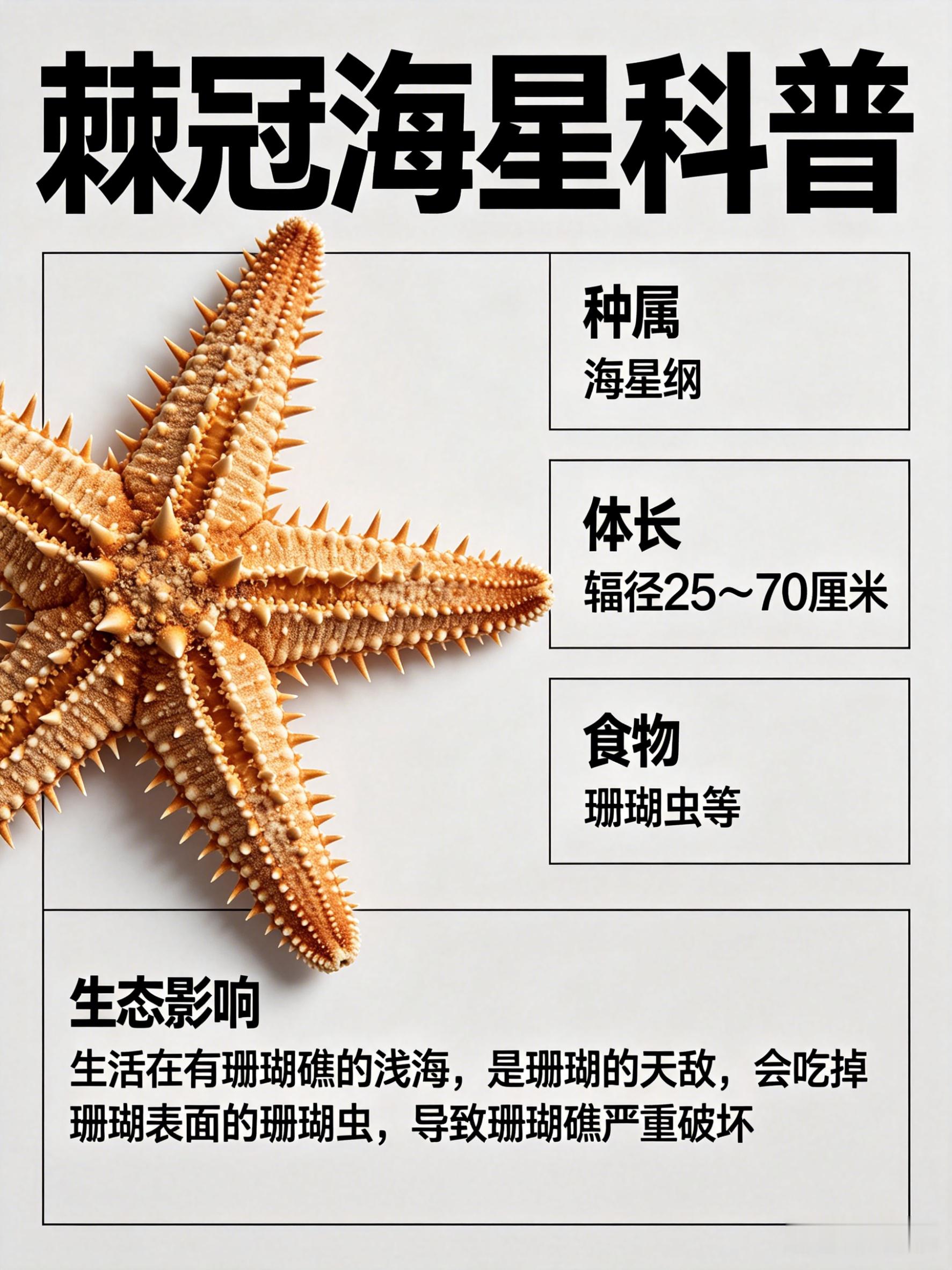 海洋朋友圈 棘冠海星海洋档案种　属：海星纲体　长：辐径25～70厘米食　物：珊瑚