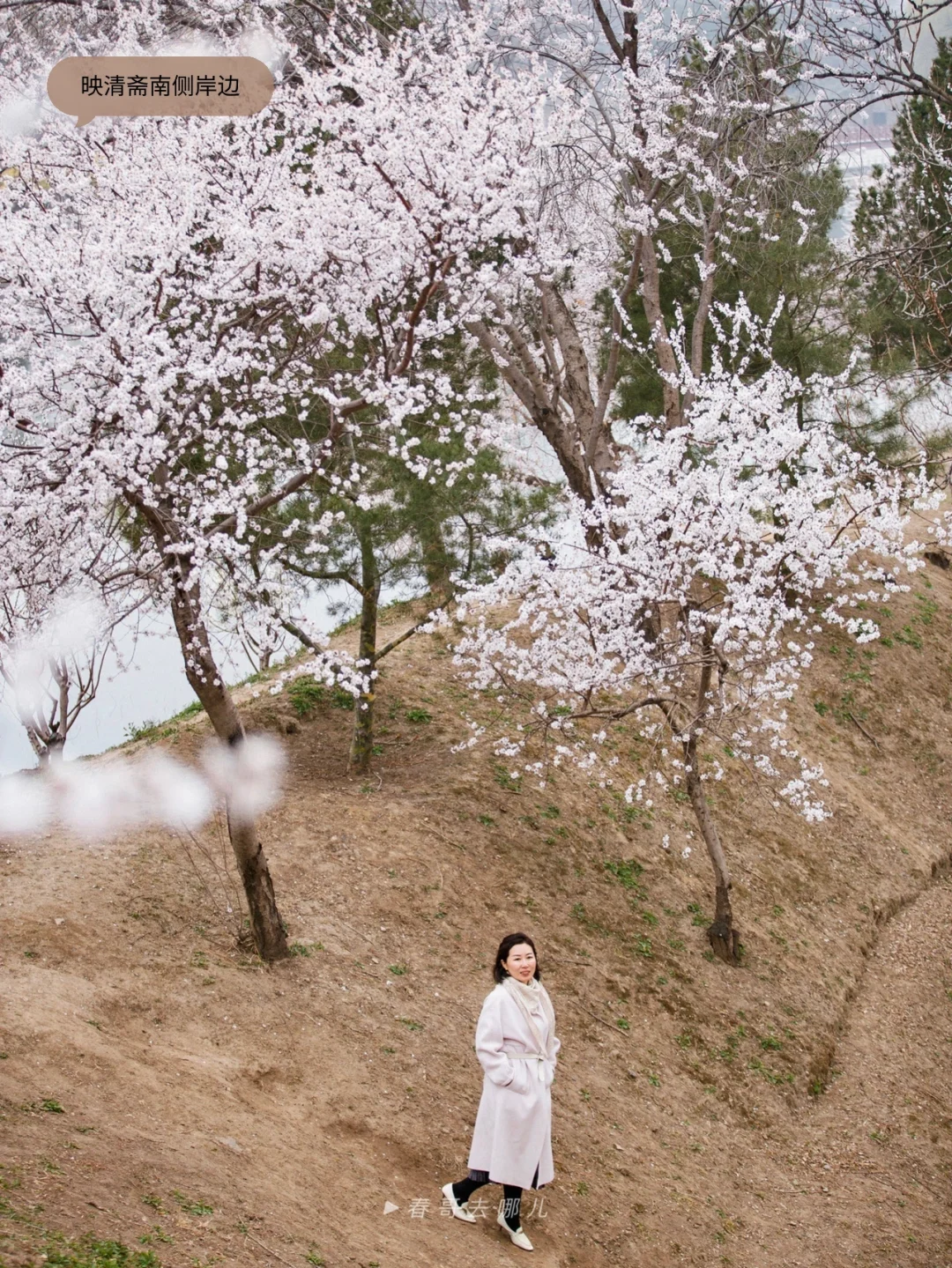 九个绝美圆明园桃花拍摄机位，附拍摄攻略