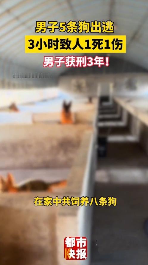 惨痛教训！五条大狗出逃仅三小时，接连伤人酿成一死一伤悲剧，狗主人无视民警提醒，最