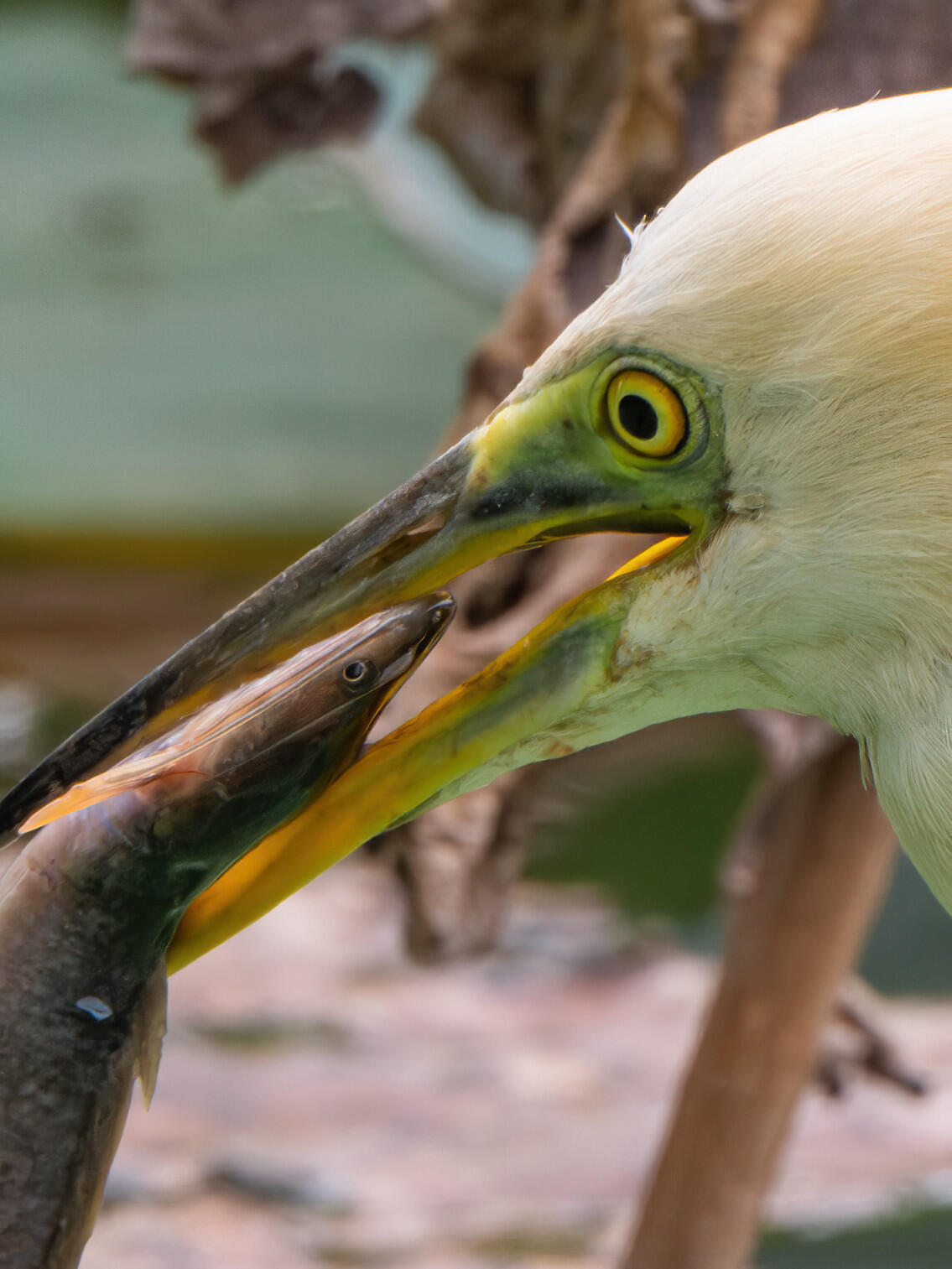 湿地边的“伪装大师”登场！爪哇池鹭的隐秘生存记 奇妙生物圈专业科普  | 动物科