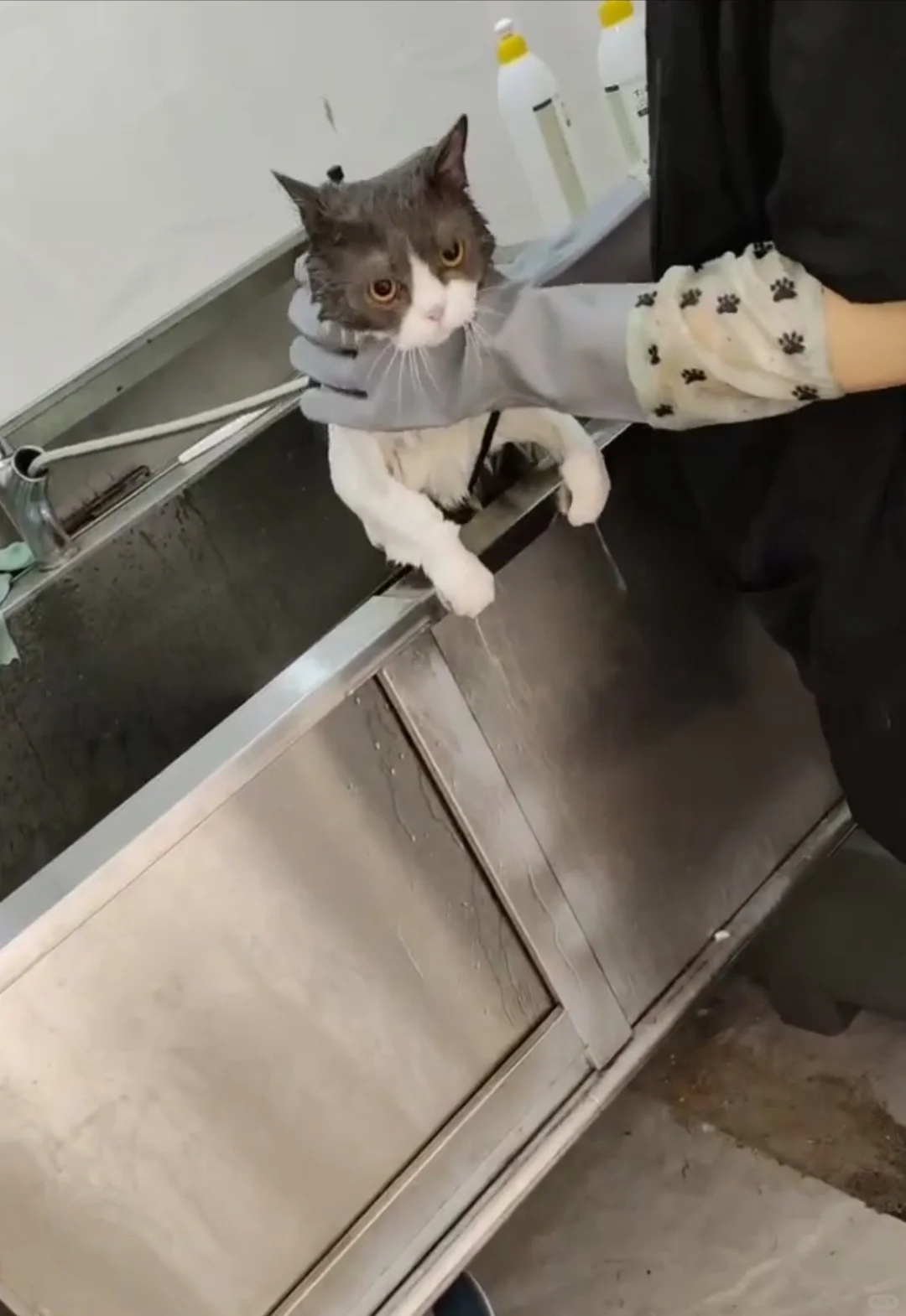 猫咪洗澡多少钱一次？