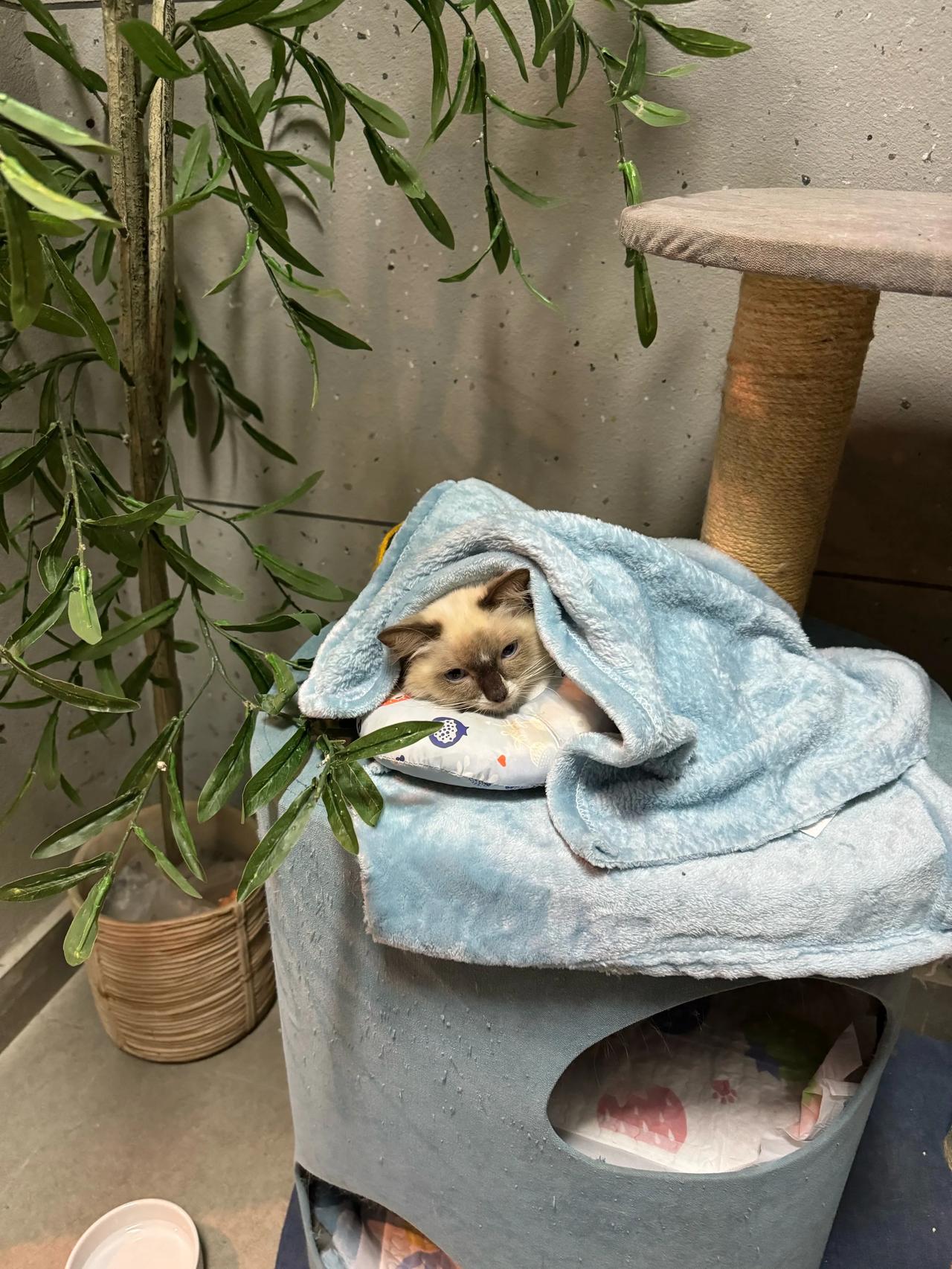 小布布晒完太阳就在这里扎根了，自己爬上去的，腿脚一天比一天好。说实话，他回家一天