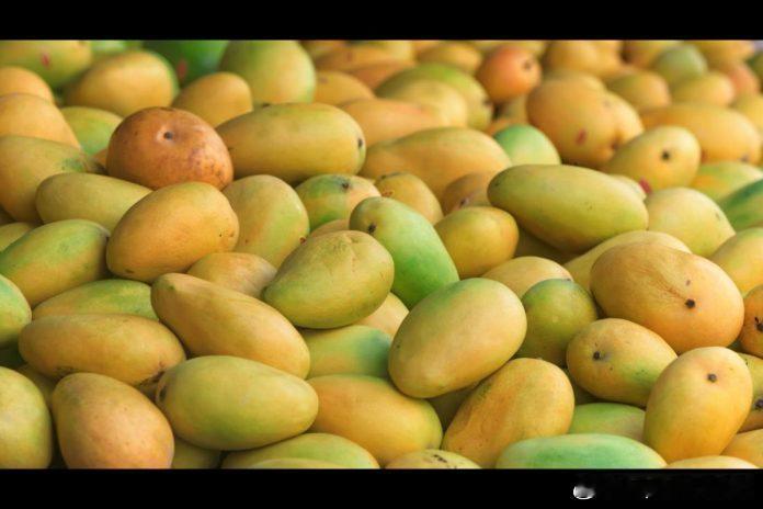 精通芒果零售增量技巧：外贸从业者必备指南芒果被誉为“水果之王”，凭借独特风味稳居