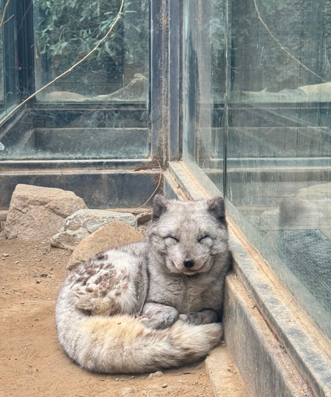 北动谄媚的蓝狐，天生微笑唇 