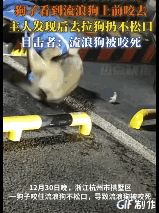 “心在滴血！可怜的流浪狗！” 12月30日晚，浙江杭州市拱墅区，一男子遛狗不拴绳
