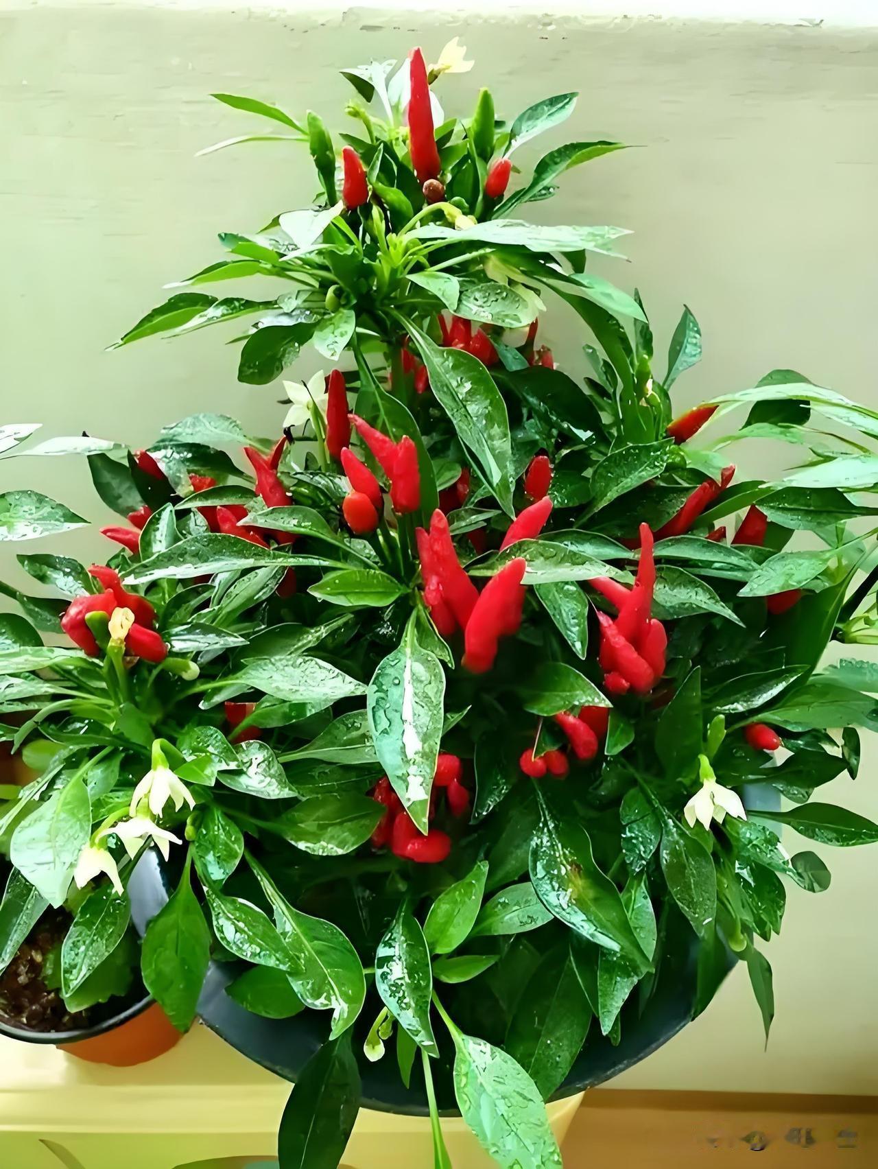 农村人在家可以通过以下多种途径增加收入：

农业生产类

● 特色种植
    