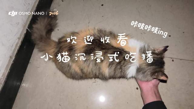 喵咪吃播#猫咪##流浪猫##大疆osmonano##djimimo#
