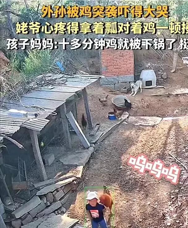 惹了最不该惹的人！”山东，大公鸡没有眼力劲，把外孙啄了！姥爷看到后怒火中烧，对着