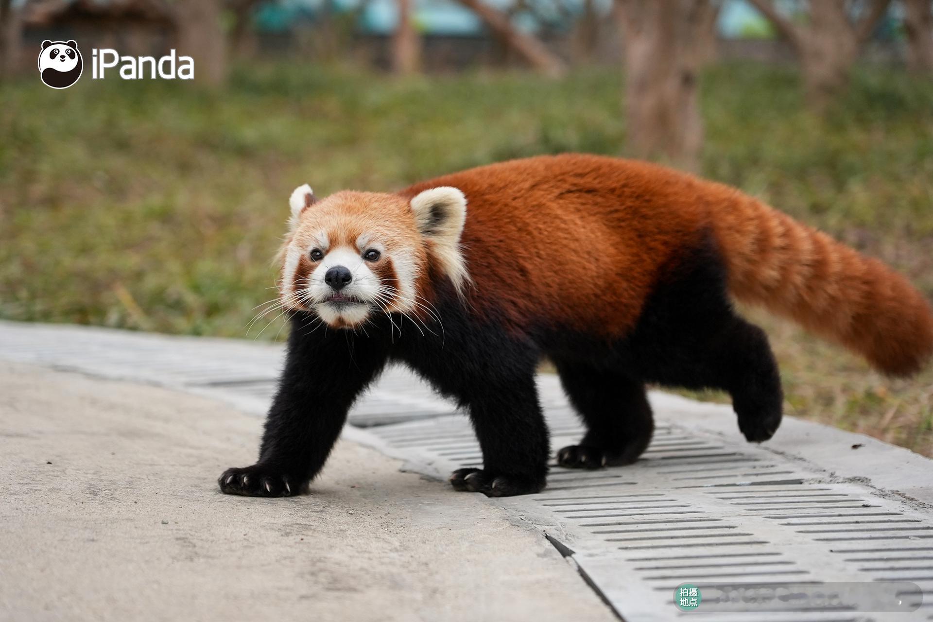 【小熊猫的治愈从早安开始🌟】发言熊：“小熊猫”名熊名言：心里装着阳光和美食，就