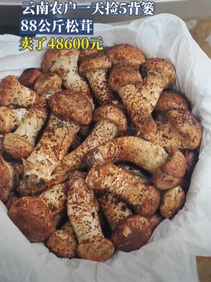 这才是赚钱的野路子!云南剑川，一农户最近发现了新商机，她家一天捡了88公斤松茸，