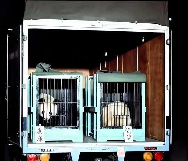 日本民众现在有些后怕了，他们不是怕熊猫送回中国日本进入没有熊猫的时代，而是害怕日