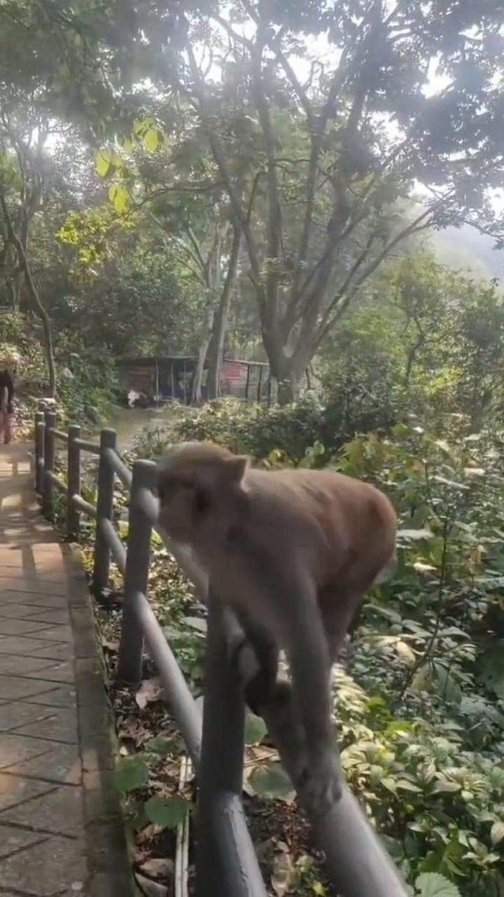 好低一点，低一点，低一点，喂它，给它吃，快点，可以。