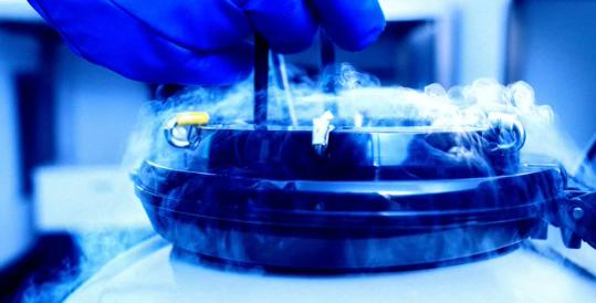 【小鼠大脑在深度冷冻后“复苏” 】德国科学家成功地将一只冷冻到极低温的小鼠的大脑