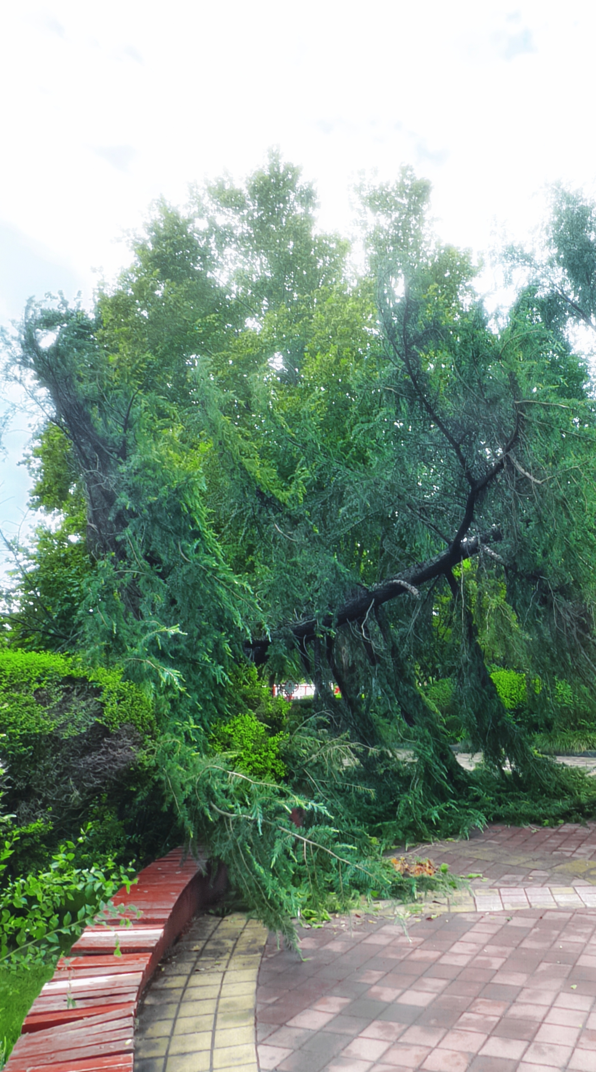 握草.....这大雨下得树都倒了
