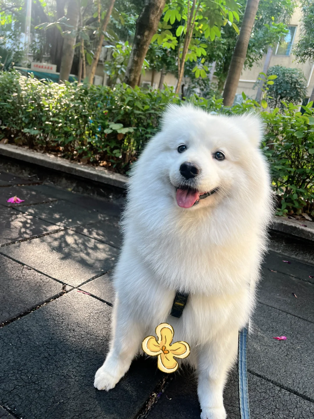 漂亮狗