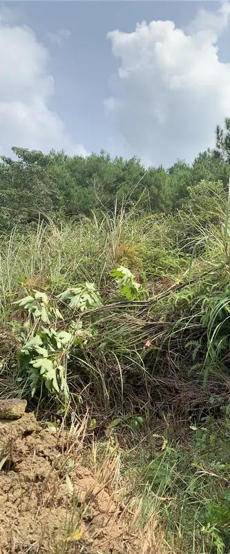 8岁男童凭草辨矿，这事儿太神了！大连庄河市大营镇的孙典锋小朋友，跟着爸爸爬山挖野