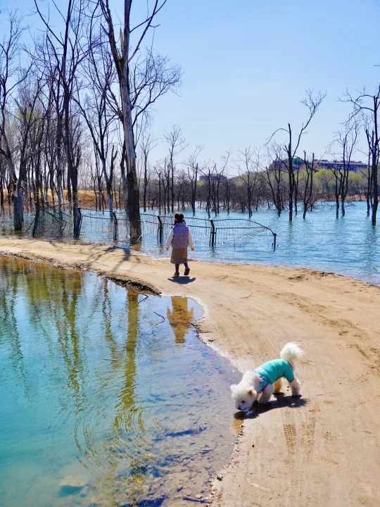 北京无人小岛露营捉虾⛺️免费遛娃附地址❗️