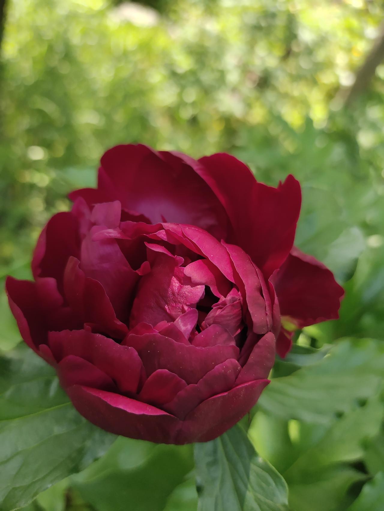 我心心念念去泉城公园拍牡丹，拖了好几天，今天终于去了，结果还是去晚了。


原本