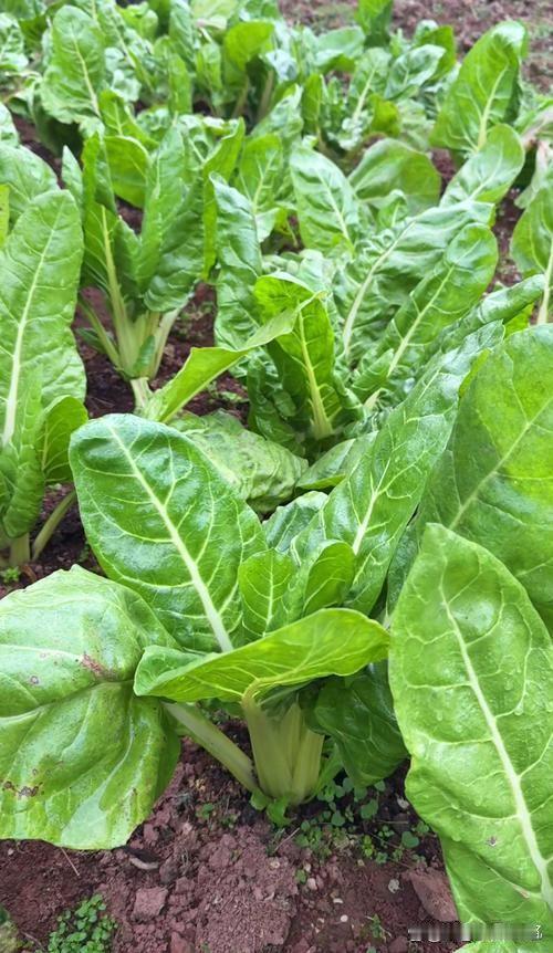 野菜风味独特，但野外野菜易吸附污染物，部分品种存在毒性，难以分辨，生长环境不受监