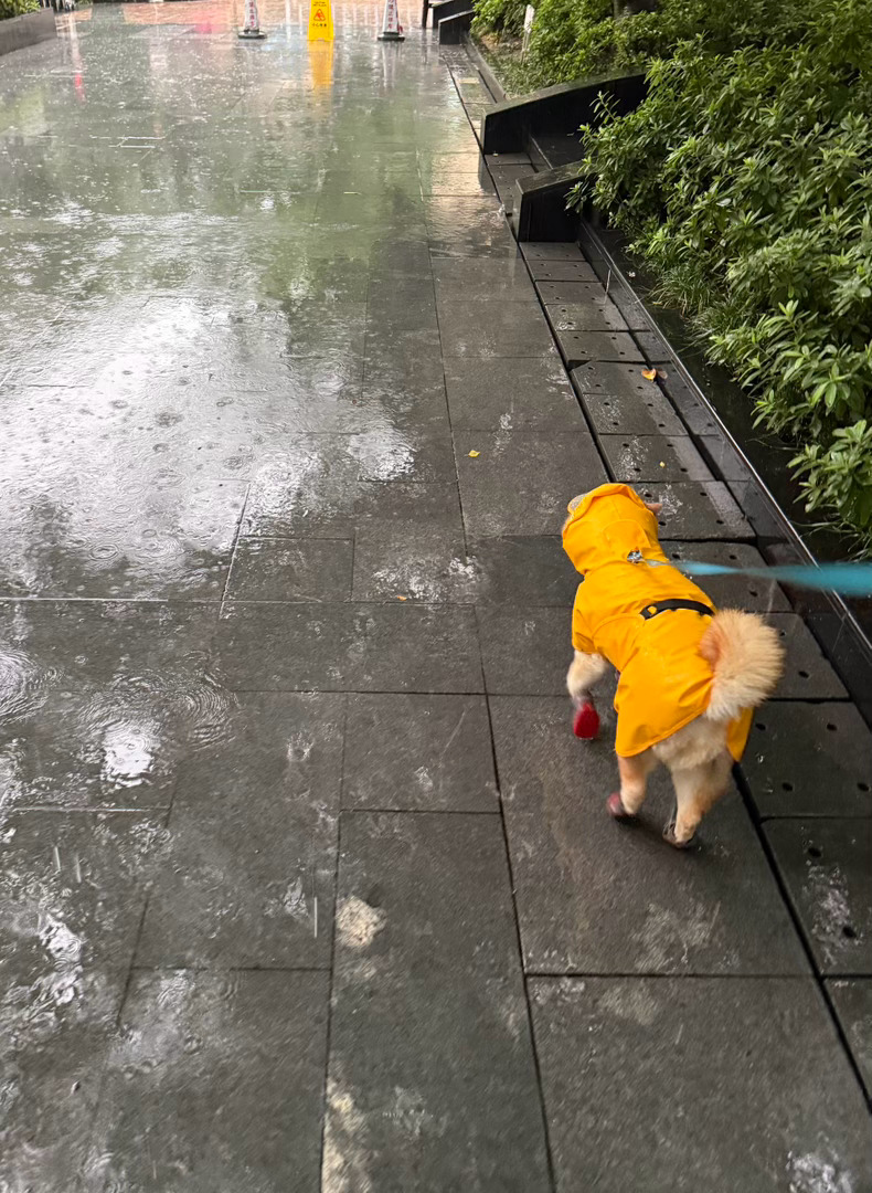 没完没了的雨🌧️萌宠的日常随手拍