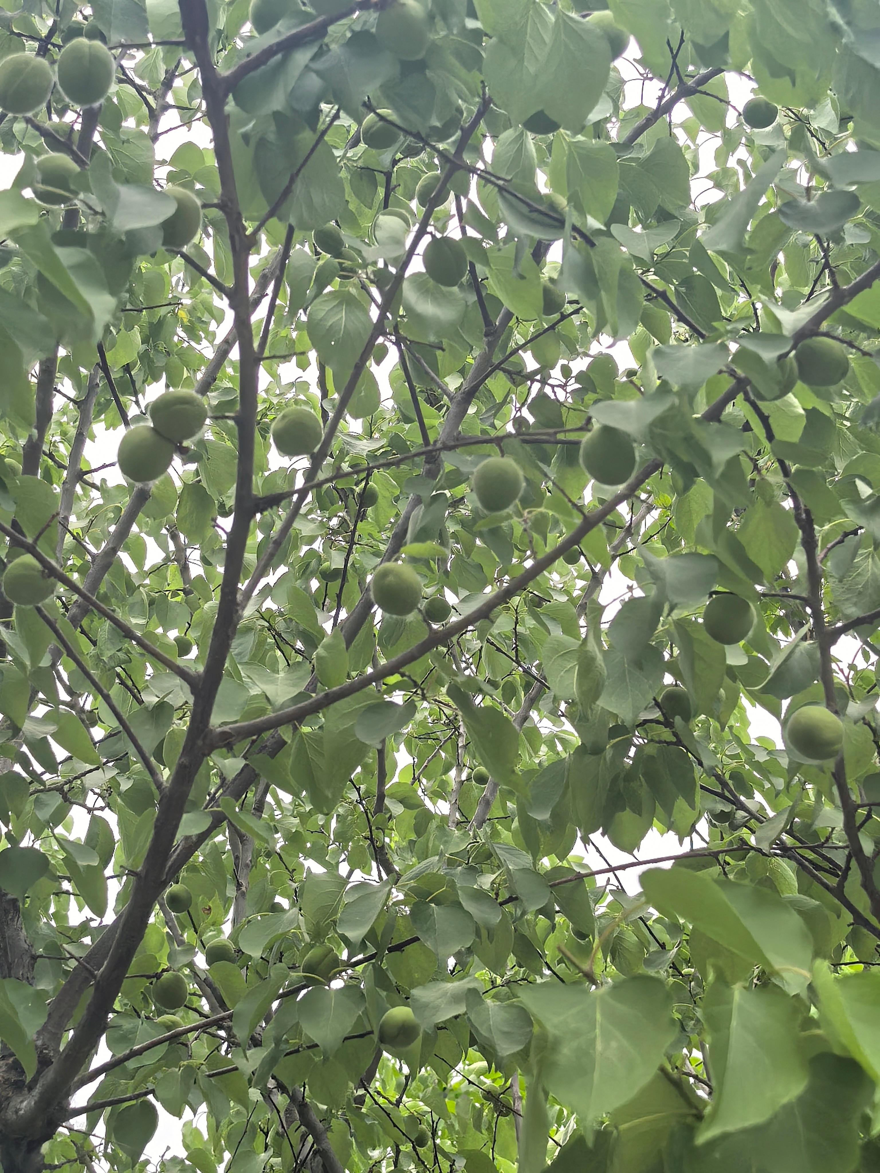 昨天出去溜达随手拍到路边的杏树都结果子了，紫色的槐花还挺好看～ 