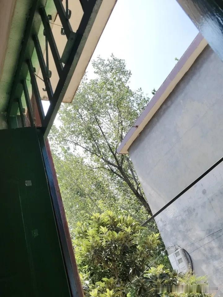 阳光洒进绿意盎然的庭院，静享美好时光。