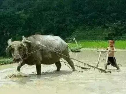 对牛弹琴！！