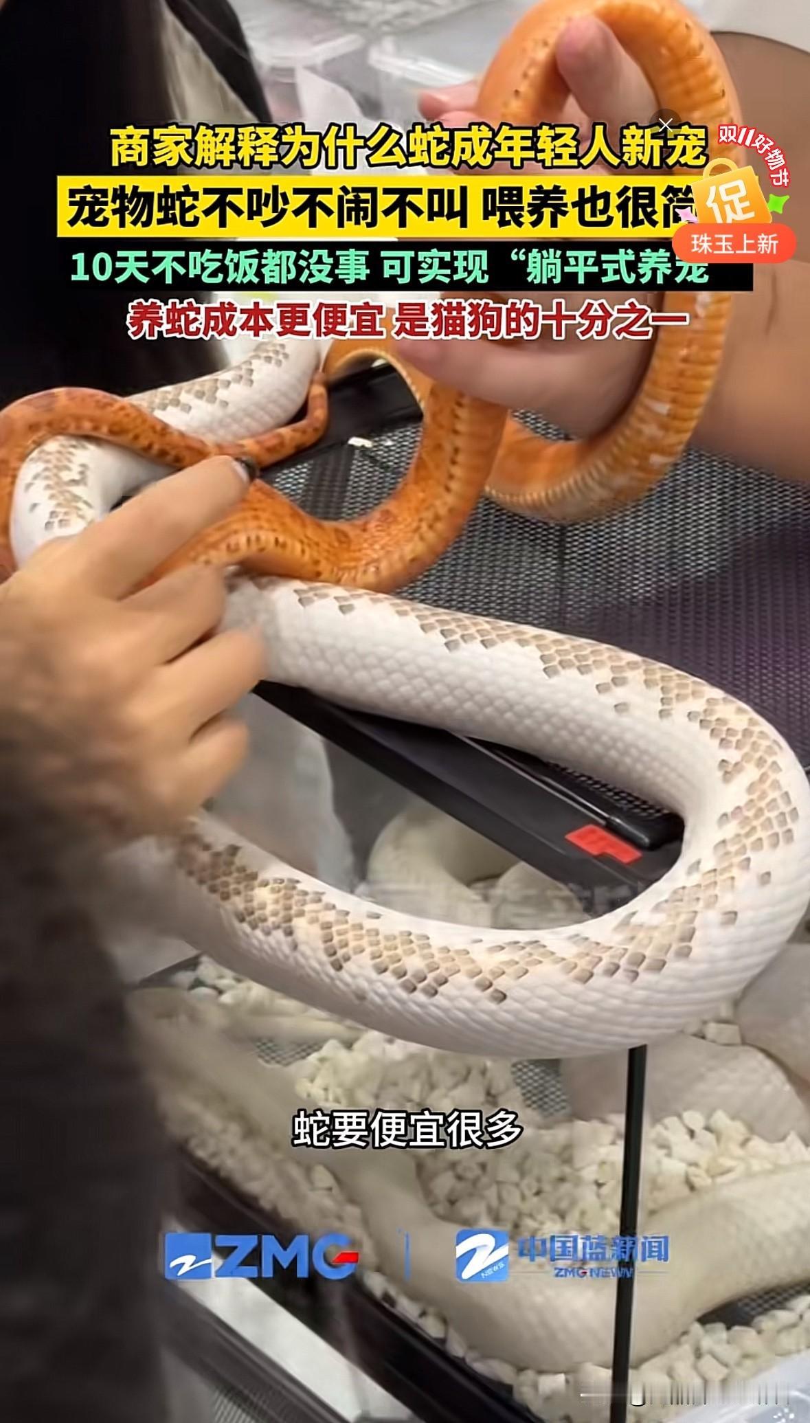 “异宠”热度增高开始增高，那弃养时候怎么办？
单身的人越来越多了，其实有个宠物陪