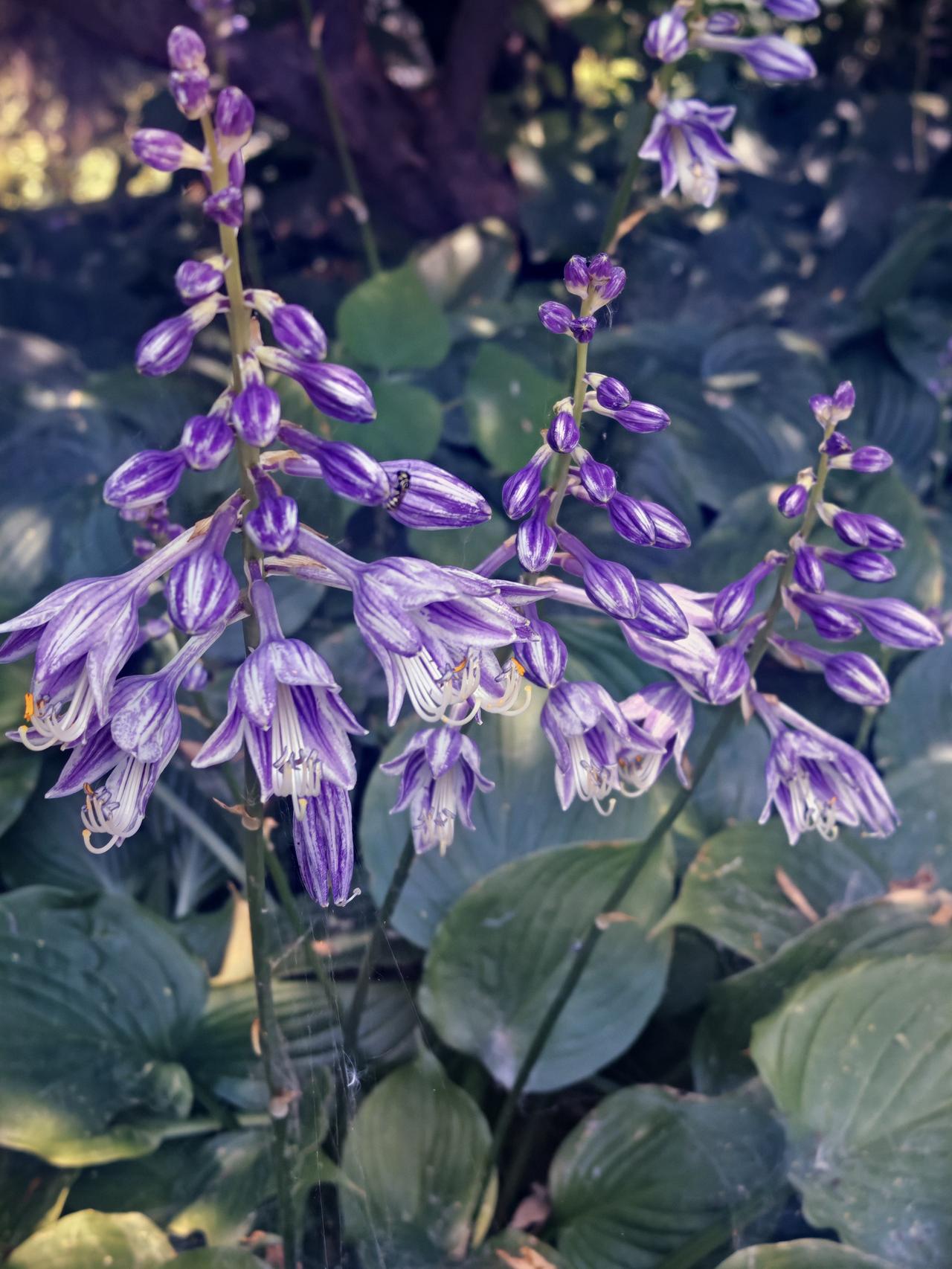 繁花