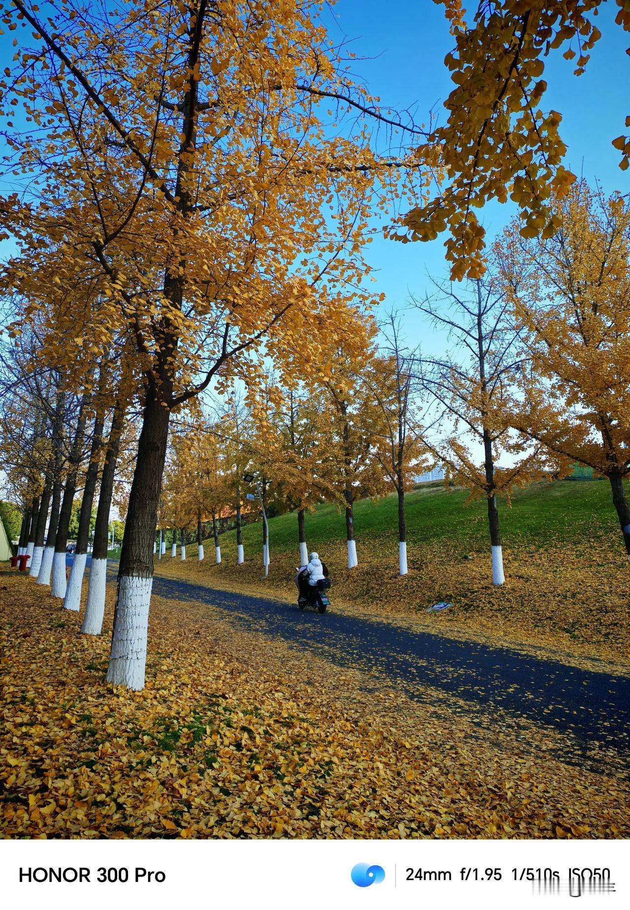 冬日的落叶🍂
是风的追求🍂
还是树的不挽留🍂
叶落总是想归根