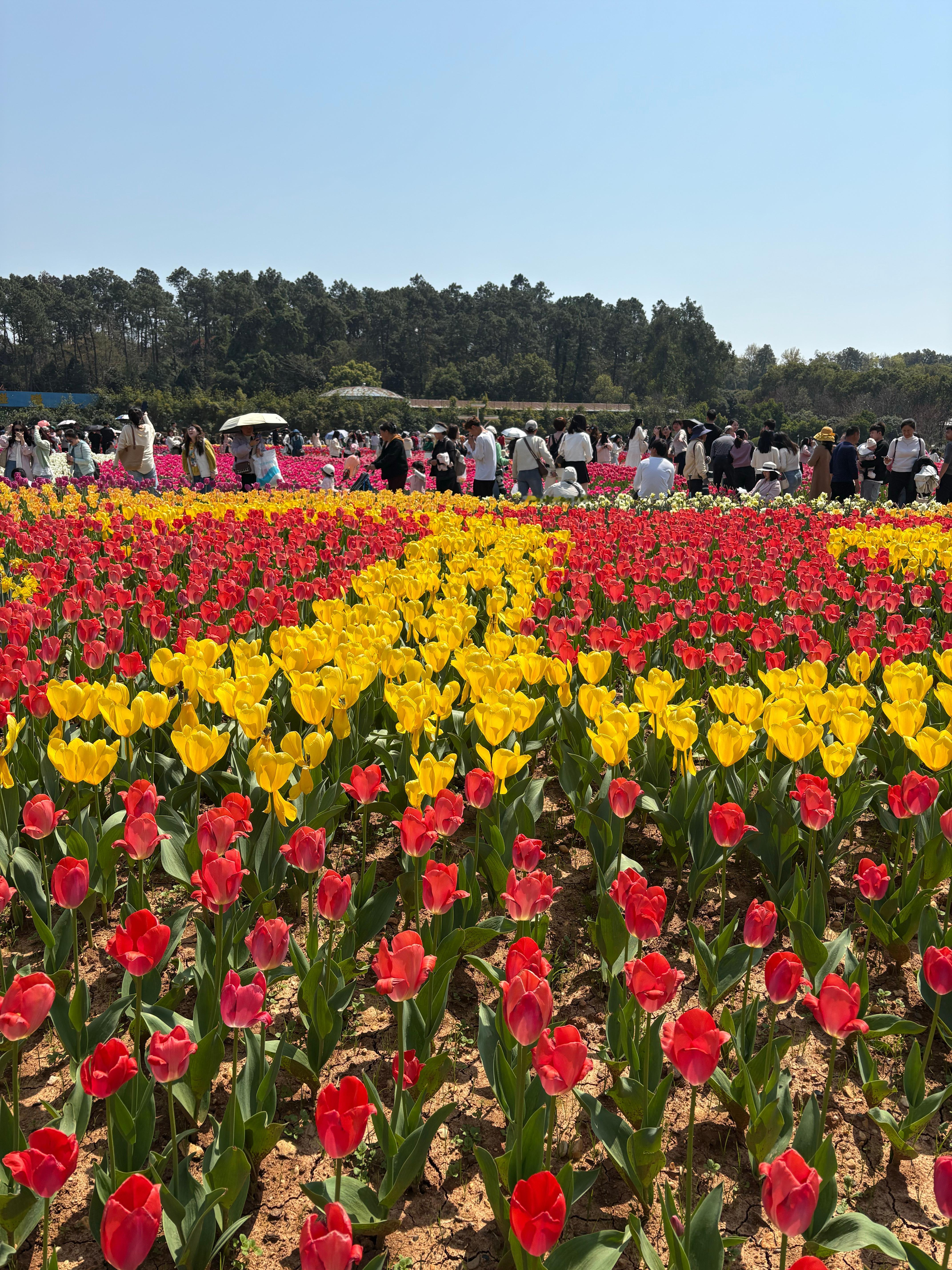 植物园的郁金香好美呀。郁金香公园踏青赏花湖南省植物园  ​​​