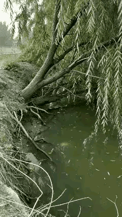 这样的鱼是不是成精了