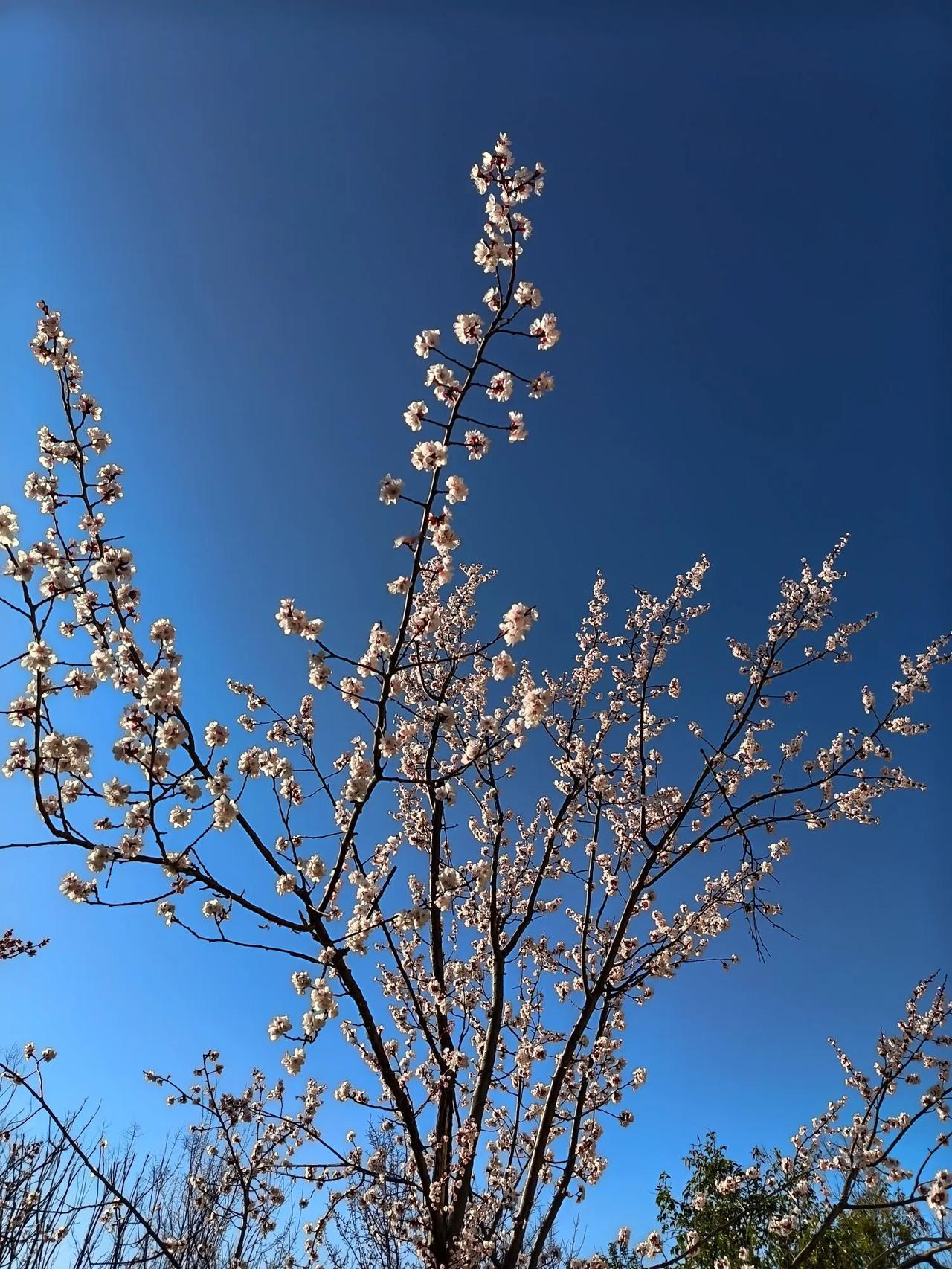 一张图记录春日美景这一刻，仿佛看到了中式美学。