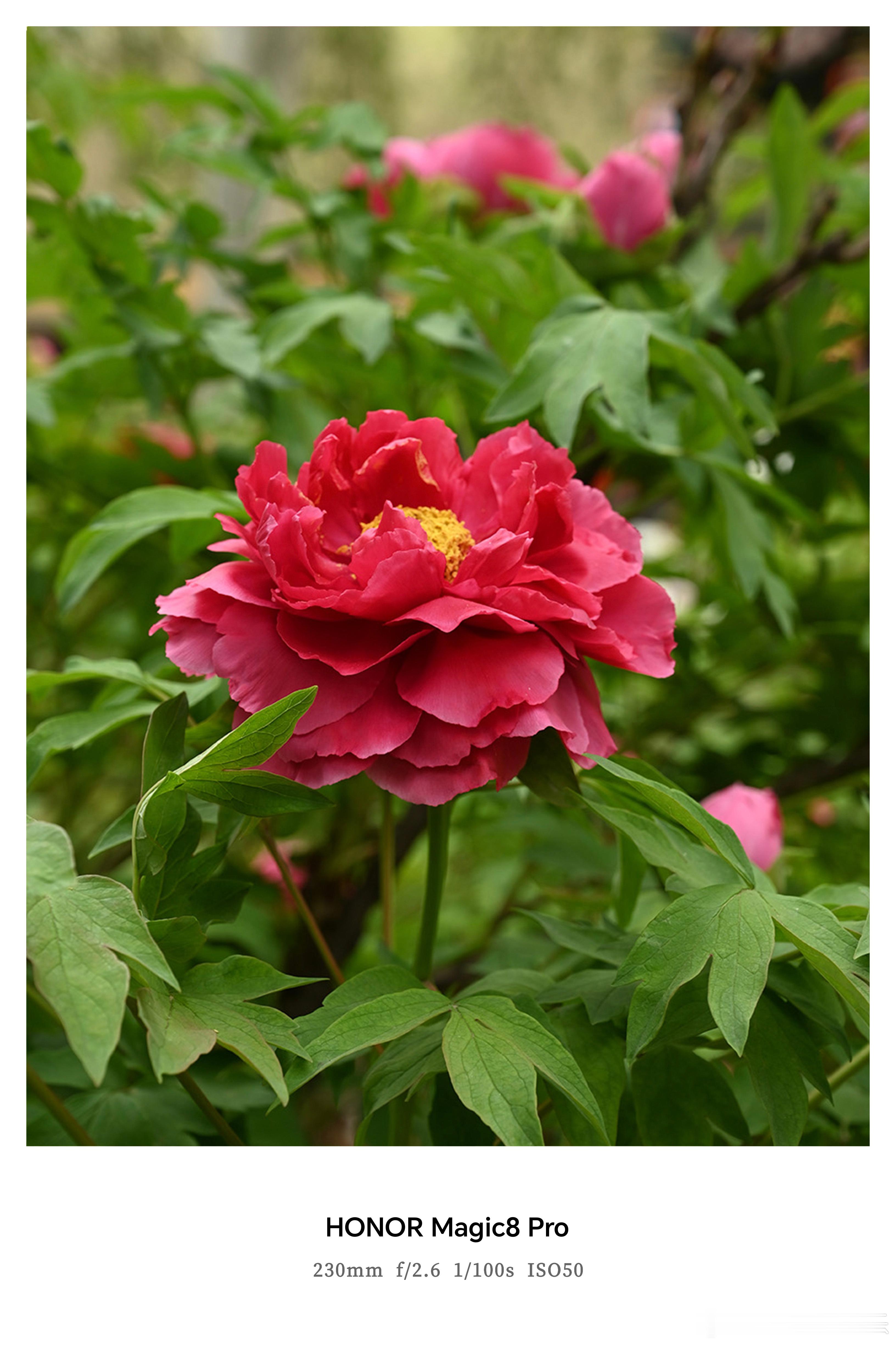 谁懂这次换手机的意义 换了荣耀 Magic8 才知道，好手机拍花根本不用滤镜！原