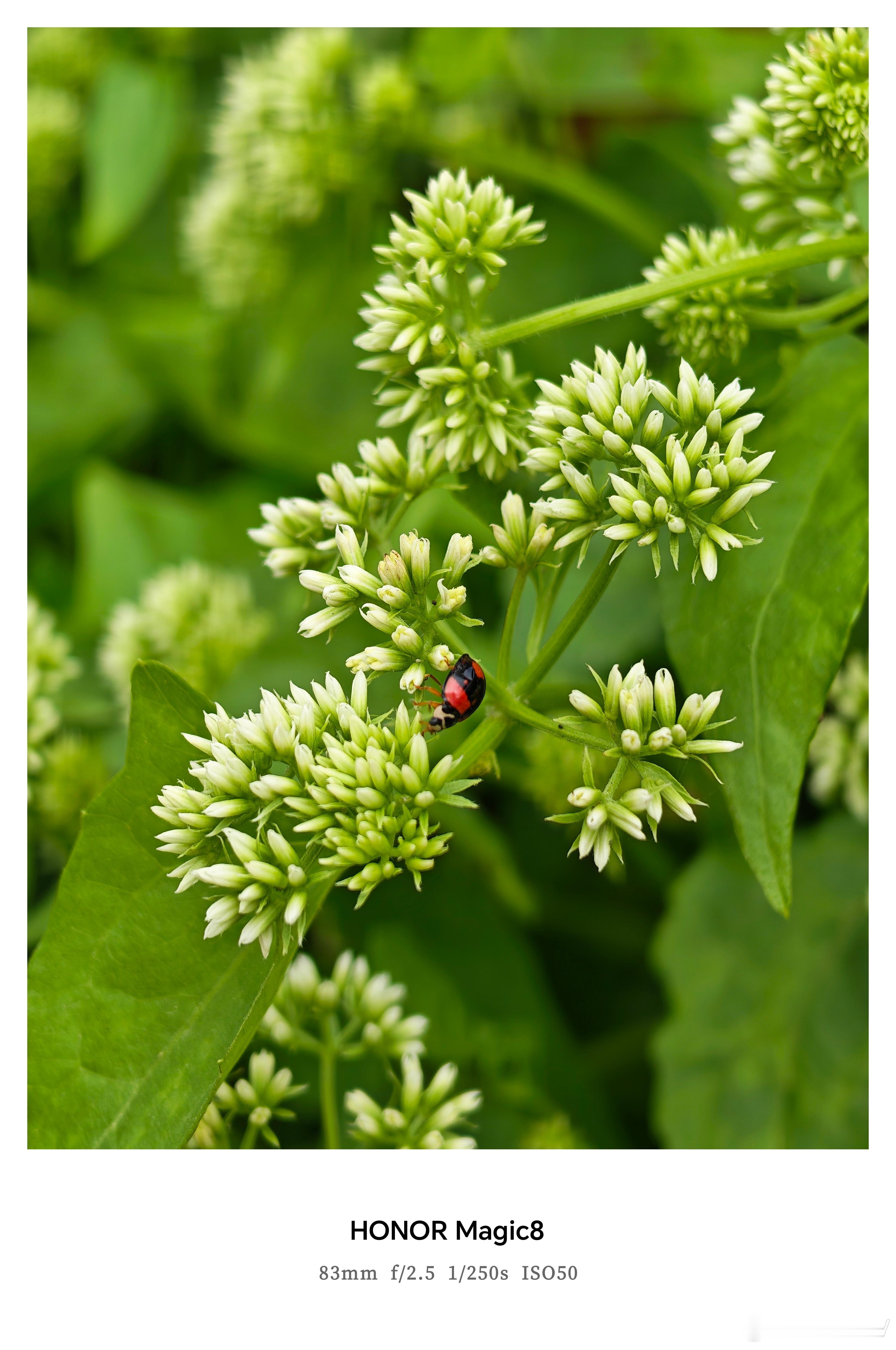 虽然荣耀Magic8只是标准版但是它用起来一点都不输Pro版我愿称它为真香标准版