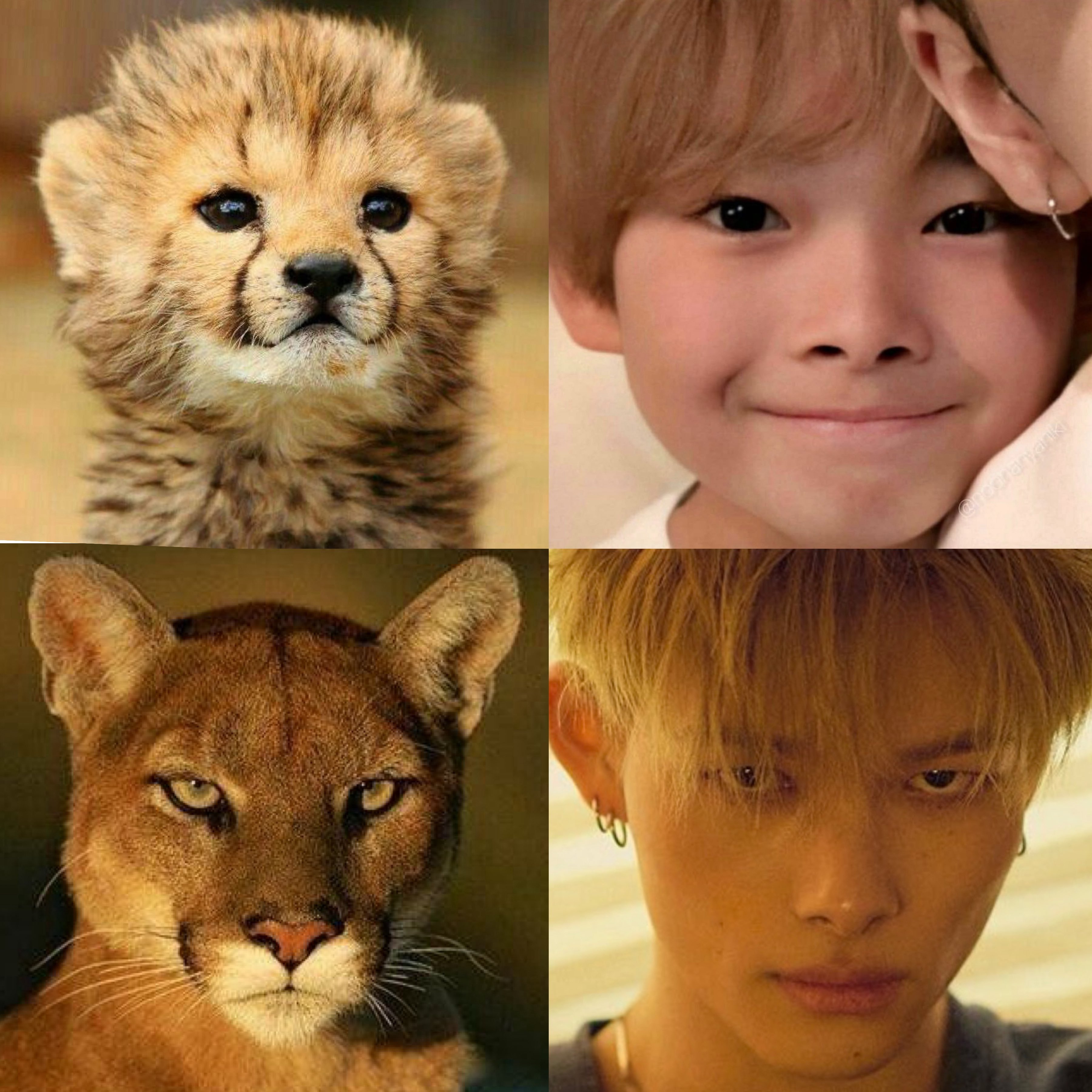 西村力 豹豹🐆c en_cuteduck 