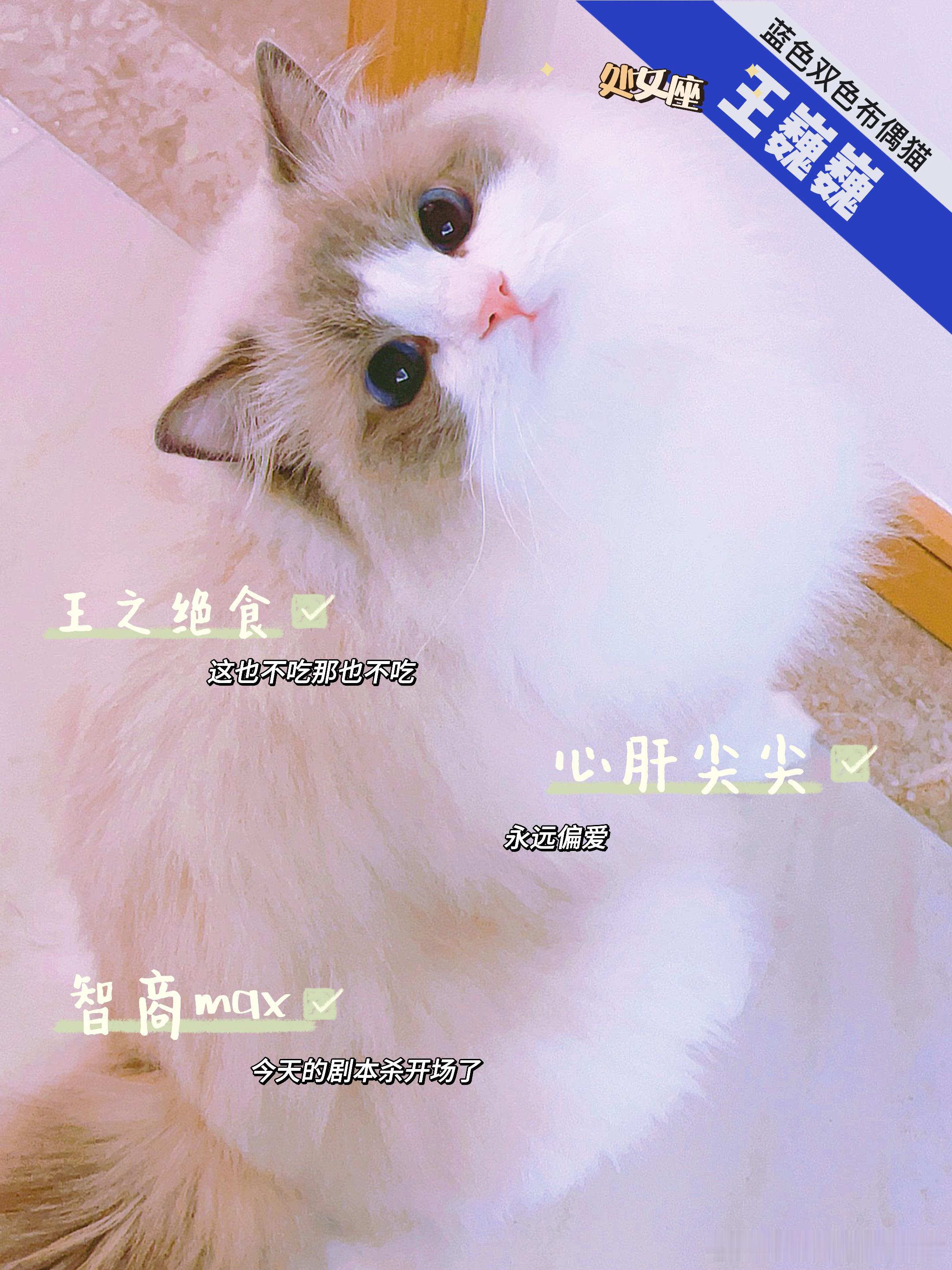 王家大院认猫指南：图片排序为到家顺序。年龄从大到小依次为：姝姝—巍巍—翡翡—澜澜