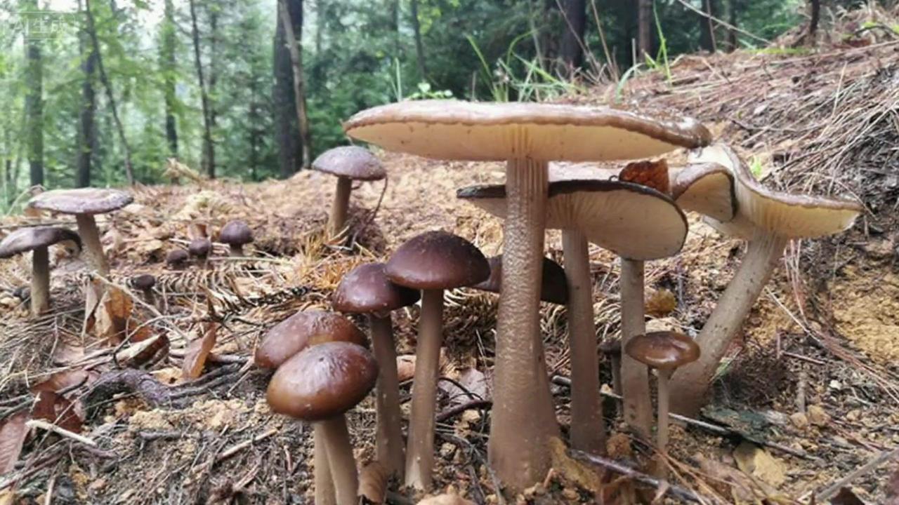 🍄夏末之际，六盘水的雨幕缓缓收起，山林间的鸡枞菌携着松针与腐叶的清润芬芳，翩然