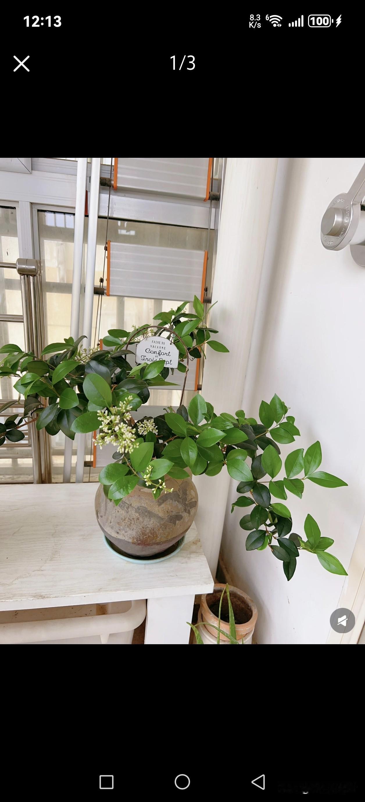 生活中的你喜欢养花吗?
养花 
养花是爱生活的状态和表达