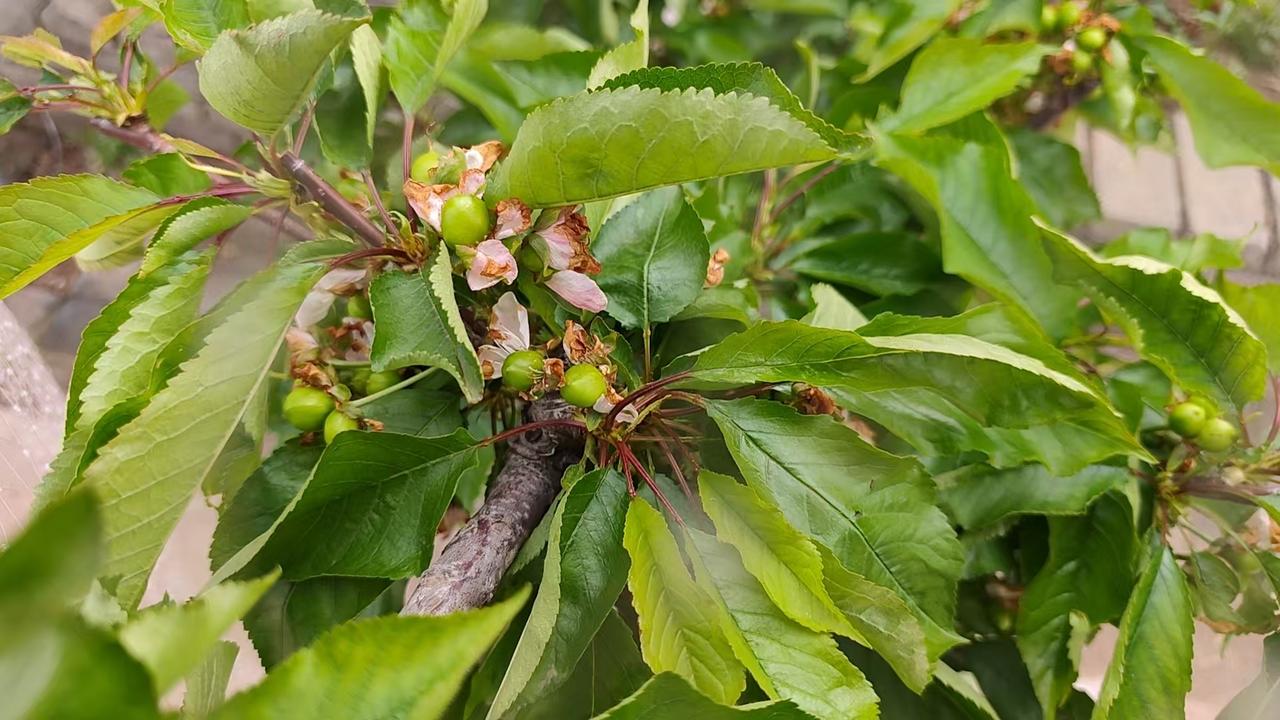 爆款微头条·走心长评（一句一行、超300字、个人视角）
 
你问我，今年最大的愿