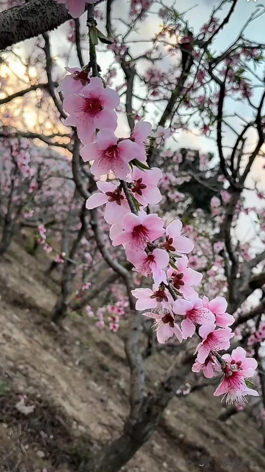 桃花盛开，粉色浪漫，春天的气息扑面而来。随拍春日花朵 盛开期的花朵