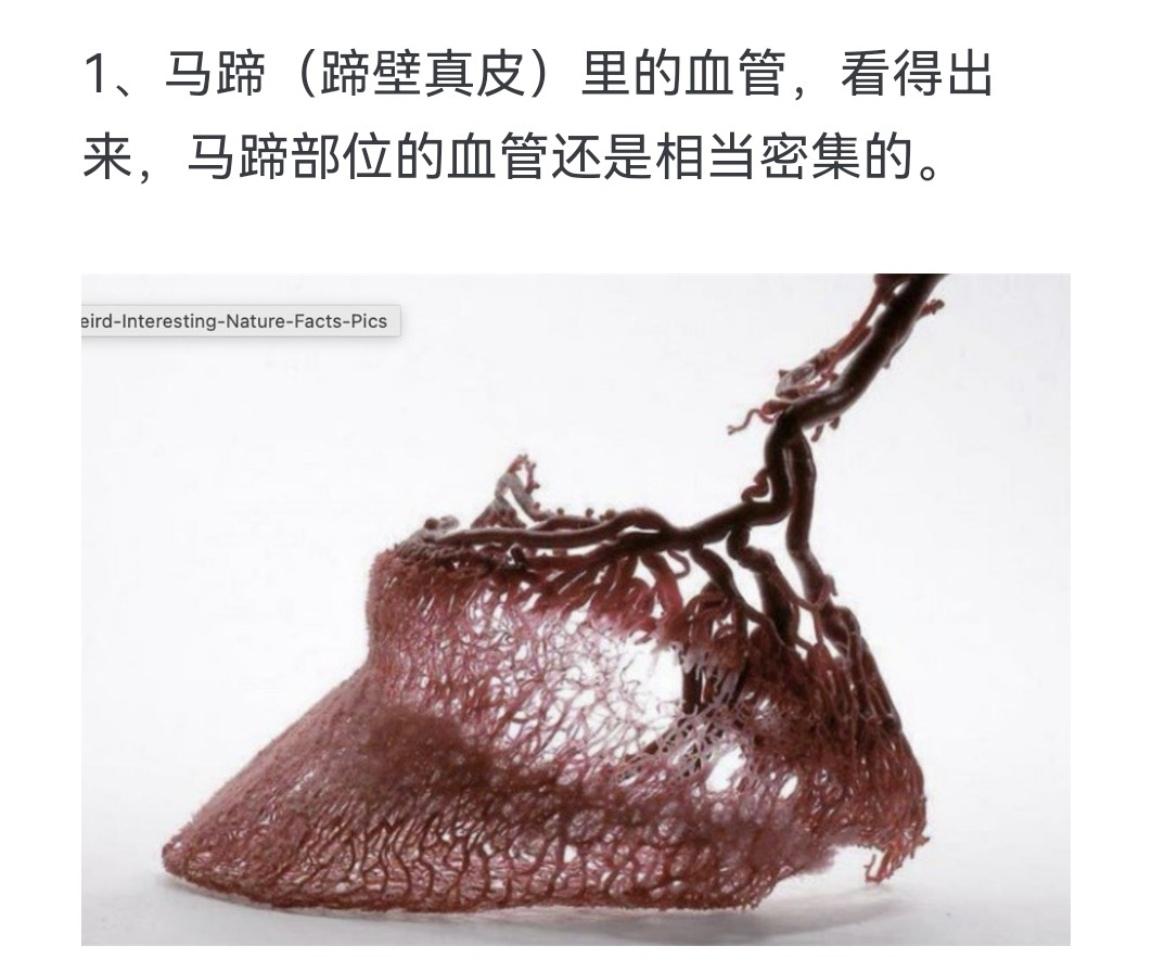 马蹄（蹄壁真皮）里的血管，看得出来，马蹄部位的血管还是相当密集的